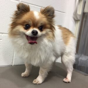 よろしくミックス