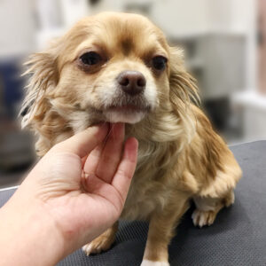 よろしくチワワ