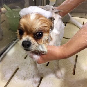 シャンプーミックス