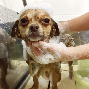 シャンプーチワワ