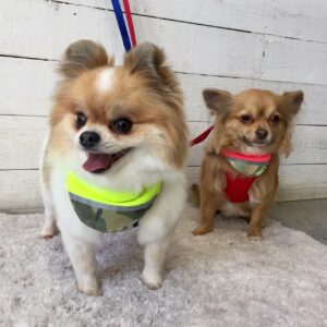 仕上がりミックス&チワワ