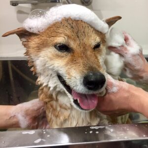 シャンプーしば