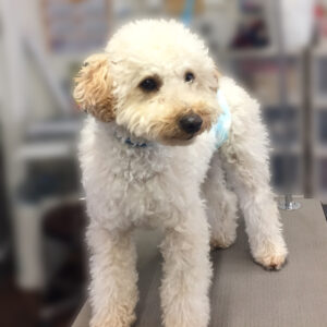 よろしくトイプー