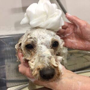 シャンプートイプー