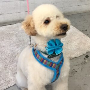 仕上がりトイプー