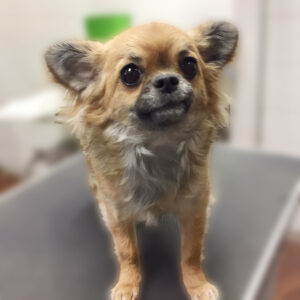 よろしくチワワ