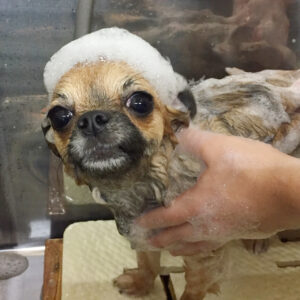 シャンプーチワワ