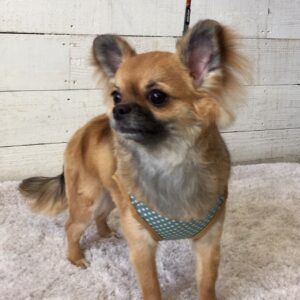 仕上がりチワワ