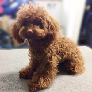 よろしくトイプー