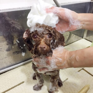 シャンプートイプー