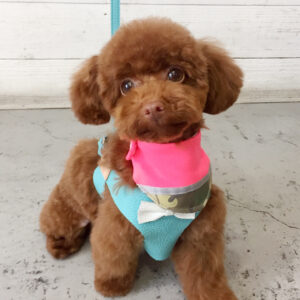 仕上がりトイプー