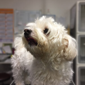 よろしくミックス