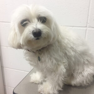 よろしくマルチーズ