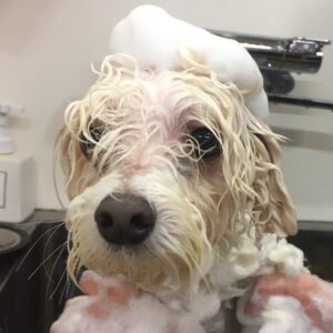 シャンプーミックス