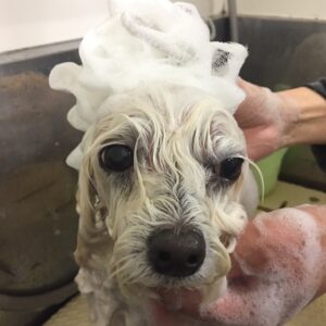 シャンプーマルチーズ