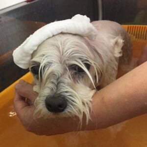 お風呂マルチーズ