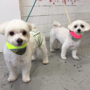 仕上がりミックス&マルチーズ