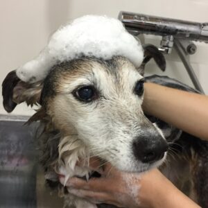 シャンプーミックス