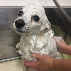 シャンプーミックス