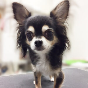 よろしくチワワ