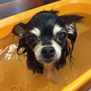 お風呂チワワ