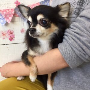 仕上がりチワワ