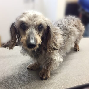 よろしくダックス