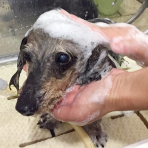 シャンプーダックス