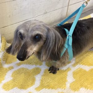 仕上がりダックス