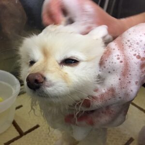 シャンプーポメ