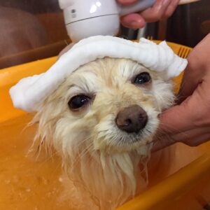 お風呂ポメ