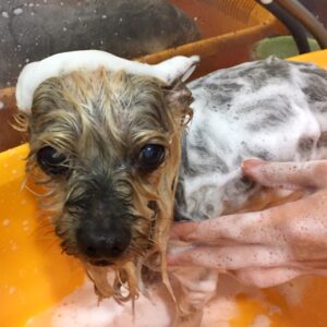 シャンプーヨーキー