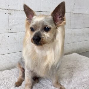 仕上がりヨーキー