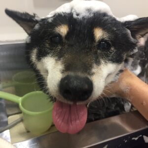 シャンプーしば