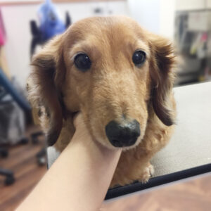 よろしくダックス