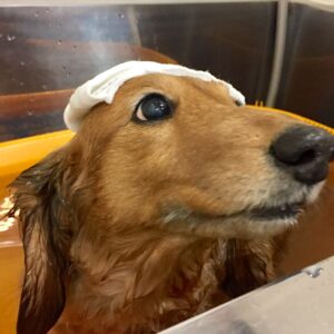 お風呂ダックス