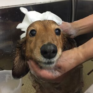 シャンプーダックス