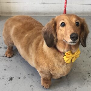 仕上がりダックス