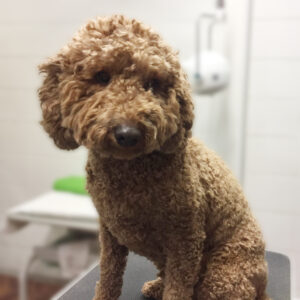 よろしくトイプー