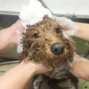 シャンプートイプー