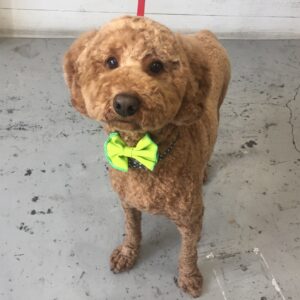 仕上がりトイプー