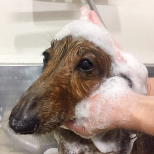 シャンプーダックス