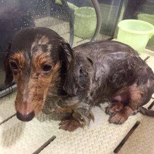 シャンプーダックス