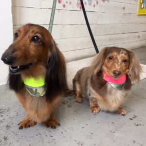 仕上がりダックス