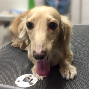 よろしくダックス