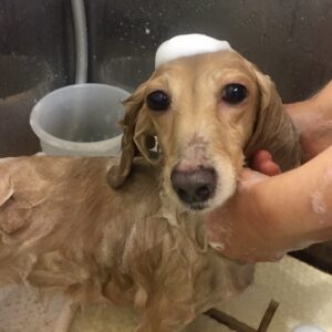 シャンプーダックス