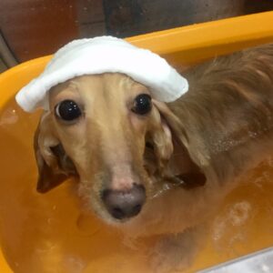 お風呂ダックス