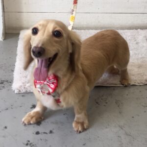 仕上がりダックス