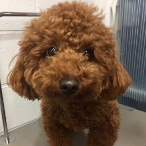 よろしくトイプー