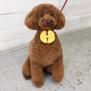 仕上がりトイプー